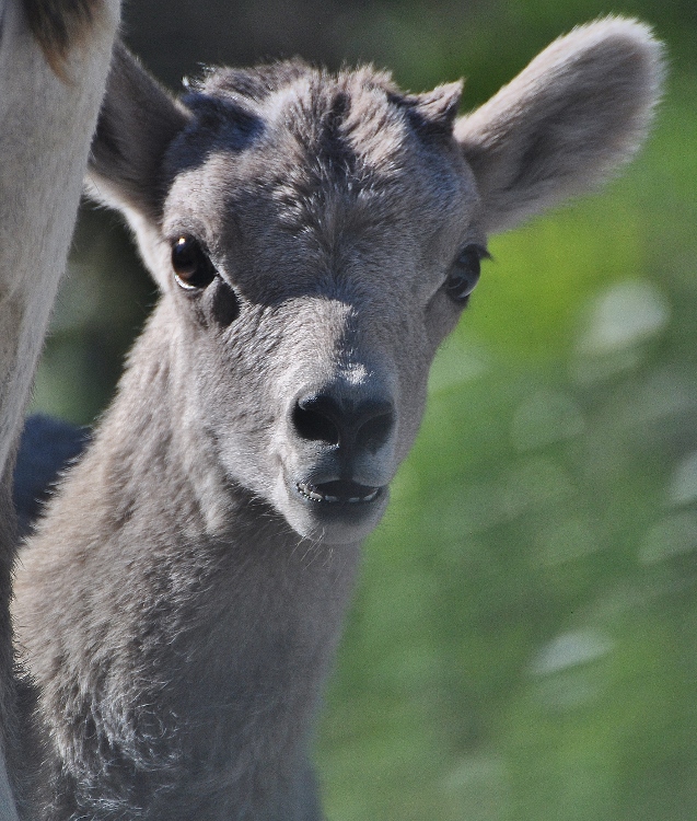 Big Horn sheep